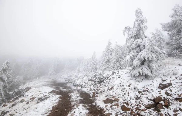 Winter forest landscape trekking trail with land and pine trees covered in snow. — Stock Photo, Image