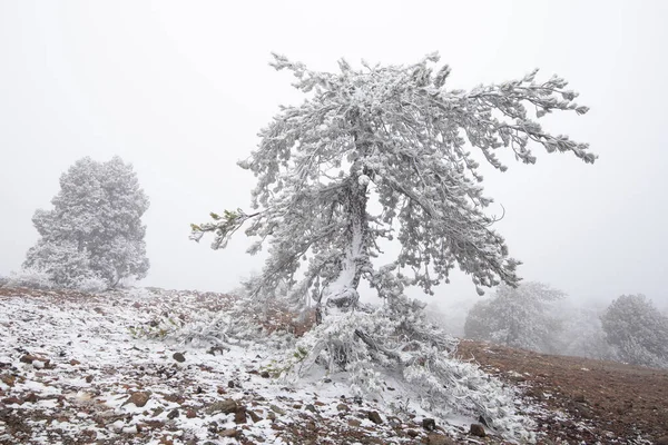 Paysage forestier hivernal avec terres et pins gelés solitaires recouverts de neige. — Photo