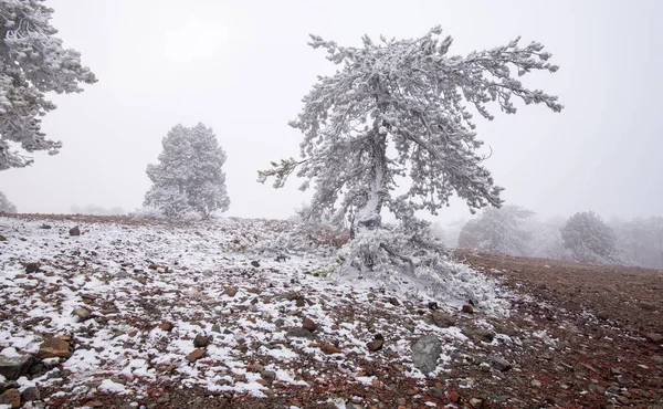 Winter forest landscape with land and lonely frozen pine tree covered in snow. — Stock Photo, Image