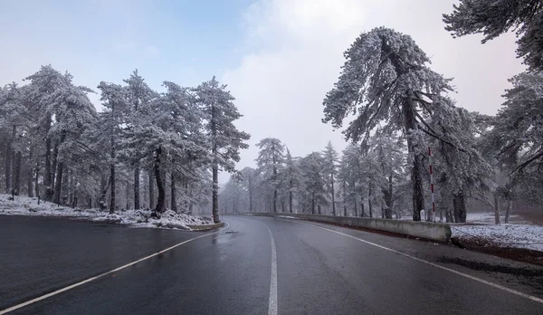 Winter forest landscape. Highway mountain road in wintertime. – stockfoto