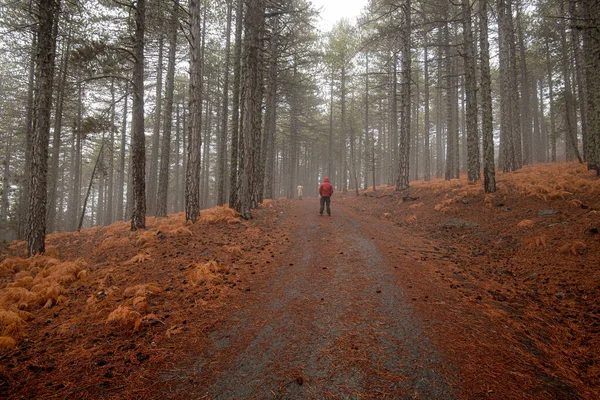Persona con ropa de gusano de pie camino en el bosque en invierno. Montaña Troodos Chipre —  Fotos de Stock