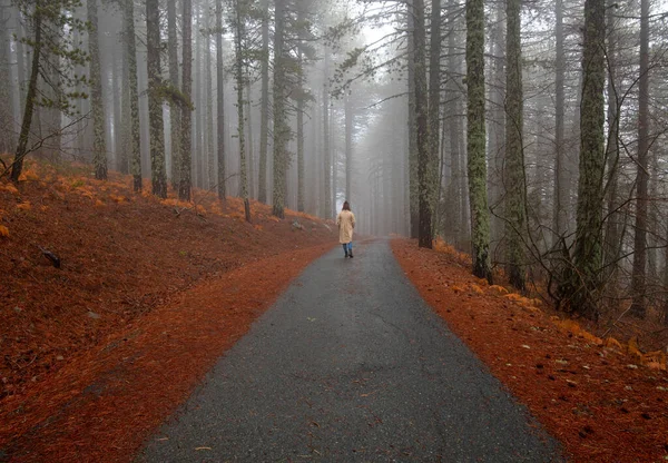Mujer joven caminando en un camino rural en el bosque en invierno. Montaña Troodos Chipre —  Fotos de Stock