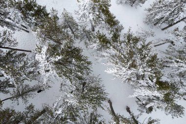 Karlı ormanlarda karla kaplı İHA hava manzarası..
