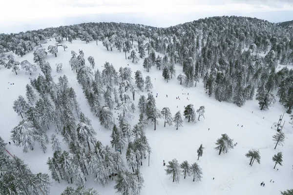 Drone aerial scenery of mountain snowy forest and people playing in snow. Wintertime photograph — Stockfoto