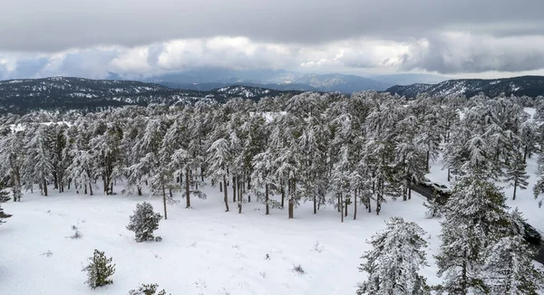 Drone antenn landskap av berg snöiga skogslandskap täckt av snö. Vintertid fotografi — Stockfoto