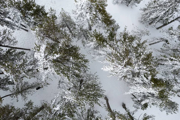 Karlı ormanlarda karla kaplı İHA hava manzarası..