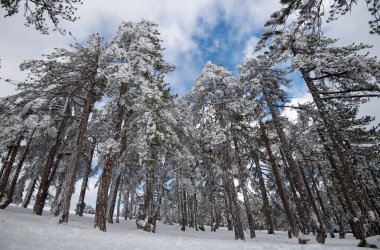 Karlı bir dağ ormanında karla kaplı kozalaklı ağaç..