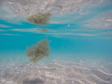 Kayalık dipli sualtı arka planı