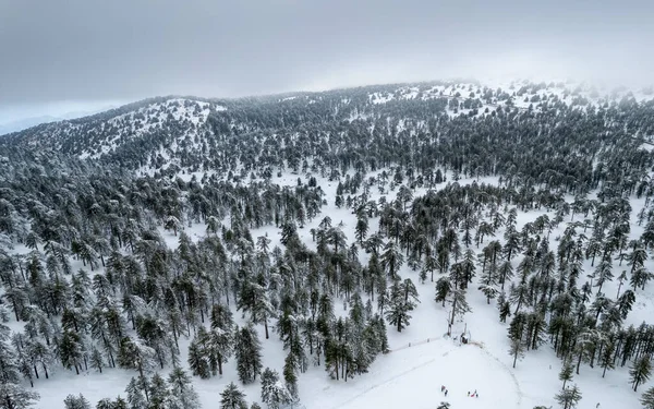 Drone antenn landskap av berg snöiga skogslandskap täckt av snö. Vintertid fotografi — Stockfoto