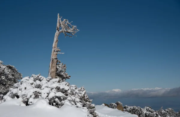 Winter landscape in snowy mountains. frozen snowy lonely fir trees against blue sky.