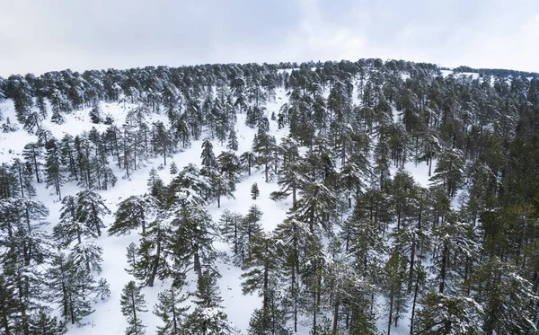 Drone luchtfoto landschap van de berg besneeuwde bos landschap bedekt met sneeuw. Wintertijd foto — Stockfoto