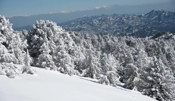 Forest Landscape Snowy Mountains Frozen Snow Covered Fir Trees Winter — Stockfoto