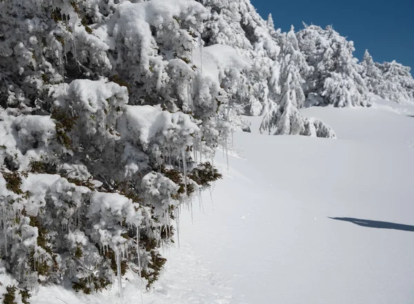 Boslandschap Besneeuwde Bergen Bevroren Sneeuw Bedekt Dennenbomen Het Winterseizoen Troodogebergte — Stockfoto