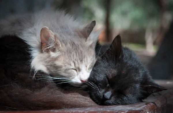 White and black lazy cats sleeping. Concept of love and care — Stock Photo, Image
