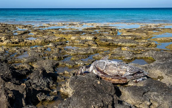 Martwy żółw Caretta careta częściowo na skalistej plaży. — Zdjęcie stockowe
