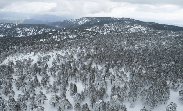 Drone antenn landskap av berg snöiga skogslandskap täckt av snö. Vintertid fotografi — Stockfoto