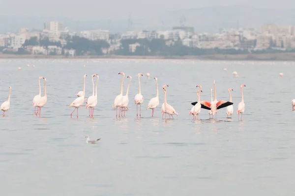 Flamingo vogels met reflecties, wandelen en eten in het zoutmeer van Larnaca op Cyprus. — Stockfoto