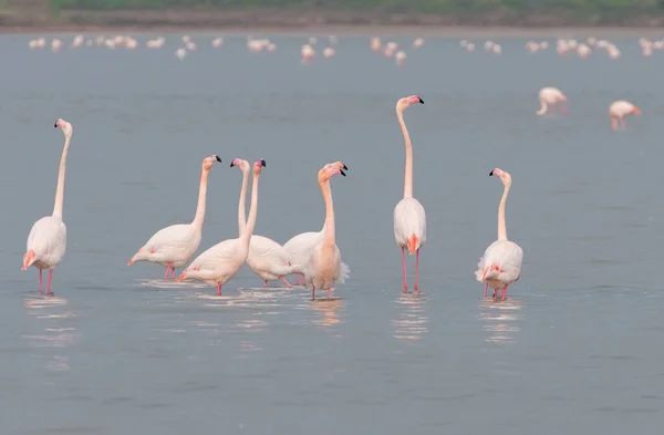 Kıbrıs 'taki Larnaka tuzlu gölünde yürüyen ve beslenen yansımalı flamingo kuşları. — Stok fotoğraf