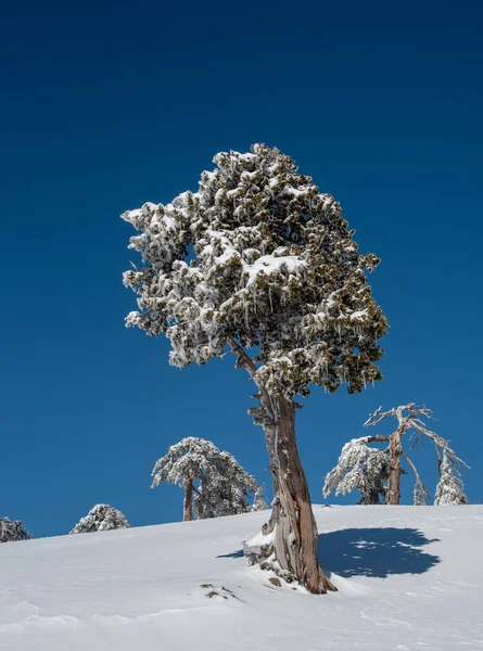 Winter landscape in snowy mountains. frozen snowy lonely fir trees against blue sky. Stock Picture