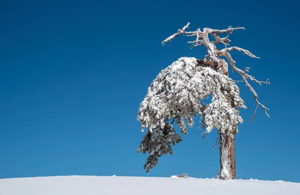 Paisagem de inverno em montanhas nevadas. Abetos solitários nevados congelados contra o céu azul. — Fotografia de Stock