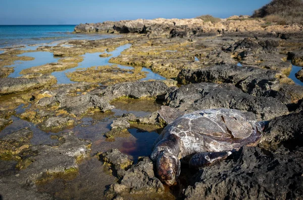 Een dode rottende schildpad Caretta careta deels op een rotsachtig strand. — Stockfoto