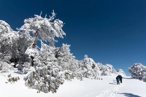 Chalet solitaire sur le versant d'une montagne enneigée en hiver. Troodos forêt Chypre l'hiver. — Photo