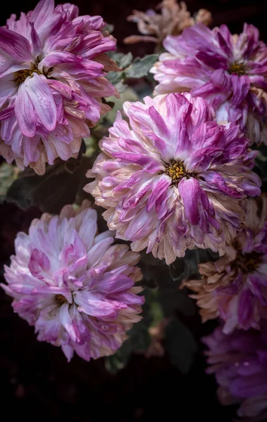 Fiori appassiti di dalia morenti. Fiori secchi appassiti in un giardino — Foto Stock