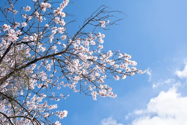 Almendro floreciente en primavera contra el cielo azul. Temporada de primavera — Foto de Stock