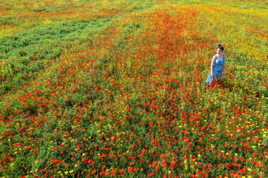 Kırmızı ve sarı çiçeklerle bahar tarlasında yürüyen bir kadının drone fotoğrafı..