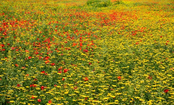 Campo con marguerite gialla in fiore e fiori di papavero rosso. Primavera sfondo natura — Foto Stock