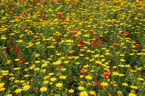 Sarı çiçekli ve kırmızı gelincik çiçekli bir tarla. Bahar doğası arka planı — Stok fotoğraf
