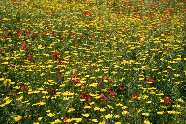 Field with yellow blooming marguerite and red poppy flowers. Spring nature background — Stock Photo, Image