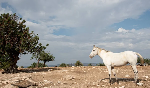 Bílý kůň venku na farmě proti oblačné obloze — Stock fotografie