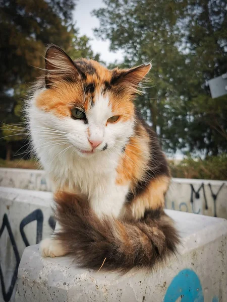 Retrato Gato Doméstico Moreno Sentado —  Fotos de Stock