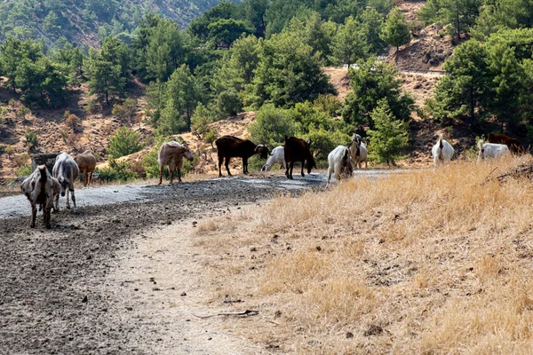 Grupa Kóz Hodowlanych Żywiących Się Pastwiskami Wolnym Powietrzu Pafos Cypr — Zdjęcie stockowe