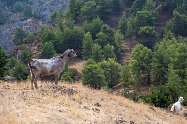 Animais Criação Cabras Campo Pastagem Livre Paphos Chipre — Fotografia de Stock