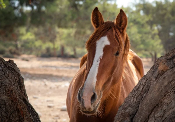 Πορτρέτο Ενός Ζώου Άλογο Αγρόκτημα Στο Πεδίο Κοιτάζοντας Κάμερα — Φωτογραφία Αρχείου