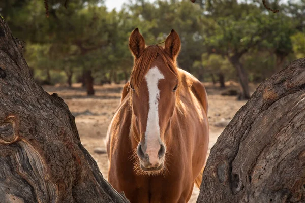 Porträtt Gård Häst Djur Fält Tittar Kameran — Stockfoto