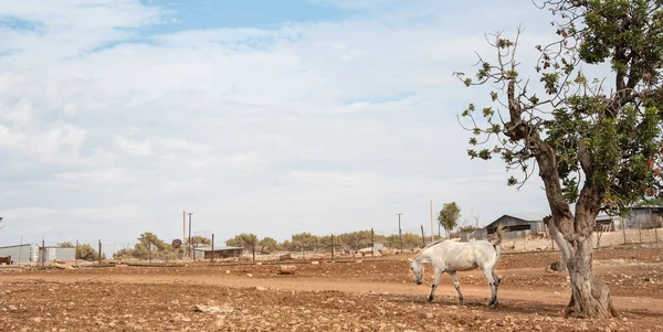Cheval Blanc Debout Extérieur Dans Les Terres Agricoles — Photo