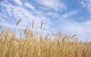Altın buğday tarlası hasat için hazır. Bulutlu gökyüzüne karşı kırsal tarım arazileri. Yiyecek malzemeleri.