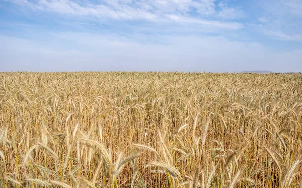 Goldenes Weizenfeld Zur Ernte Bereit Landwirtschaftliches Getreidefeld Vor Wolkenverhangenem Himmel — Stockfoto