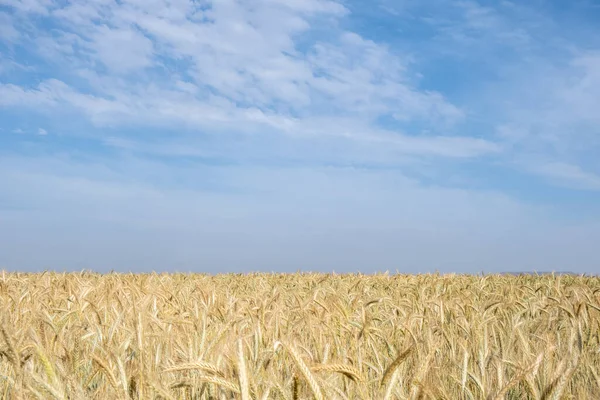 黄金の麦畑は収穫の準備ができています 雲の空に対する農村部の穀物畑の農地 食料供給 — ストック写真