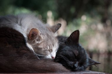 Siyah ve beyaz tembel evcil kediler uyuyor. Sevgi ve ilgi kavramı