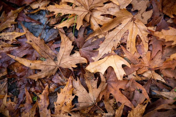 Otoño Arce Amarillo Deja Follaje Suelo Fondo Naturaleza Temporada Otoño — Foto de Stock