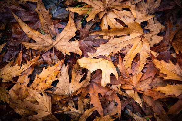 秋天的黄色枫树叶落在地上 自然背景 秋季季节 — 图库照片