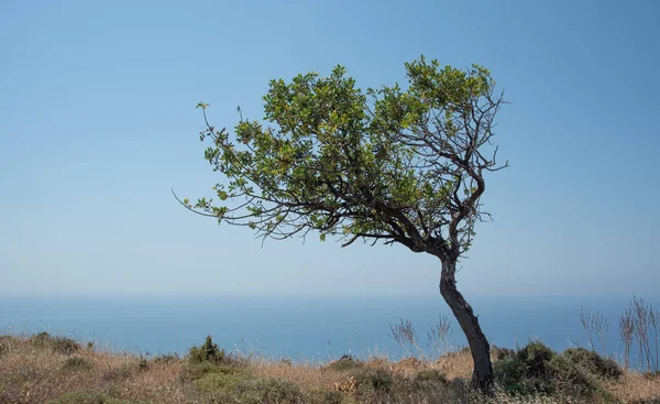 Lonely Carob Tree Tree Cliff Ocean Blue Sky Copy Space — 스톡 사진