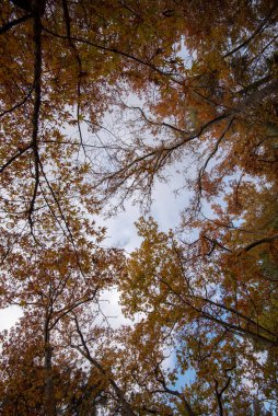 Sonbaharda mavi gökyüzüne bakan dallarda sarı akçaağaç yaprakları olan ağaç gövdelerinin alçak açılı görüntüsü.