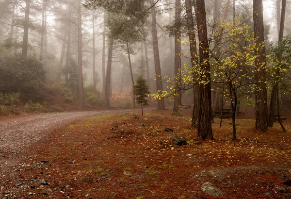 Autumn Landscape Maple Trees Yellow Leaves Ground Rain Troodos Forest — Stock Photo, Image