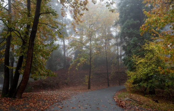 Осенний Пейзаж Кленовыми Деревьями Желтыми Листьями Земле После Дождя Троодосский — стоковое фото
