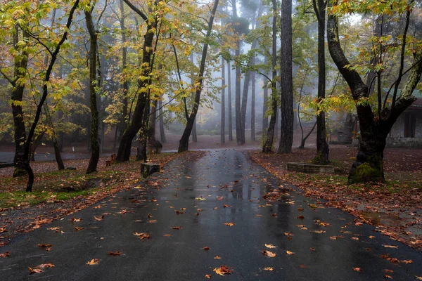 Autumn Landscape Trees Fall Leaves Ground Rain Troodos Forest Cyprus — Stock Photo, Image